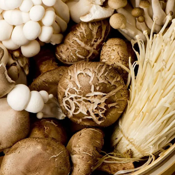 Functional Mushrooms
